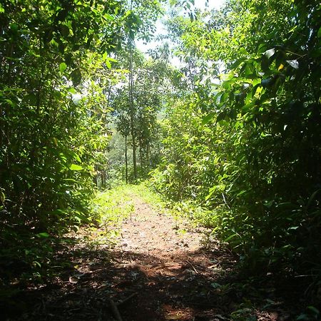 Isla Violin Eco-Lodge Drake Bay Bagian luar foto