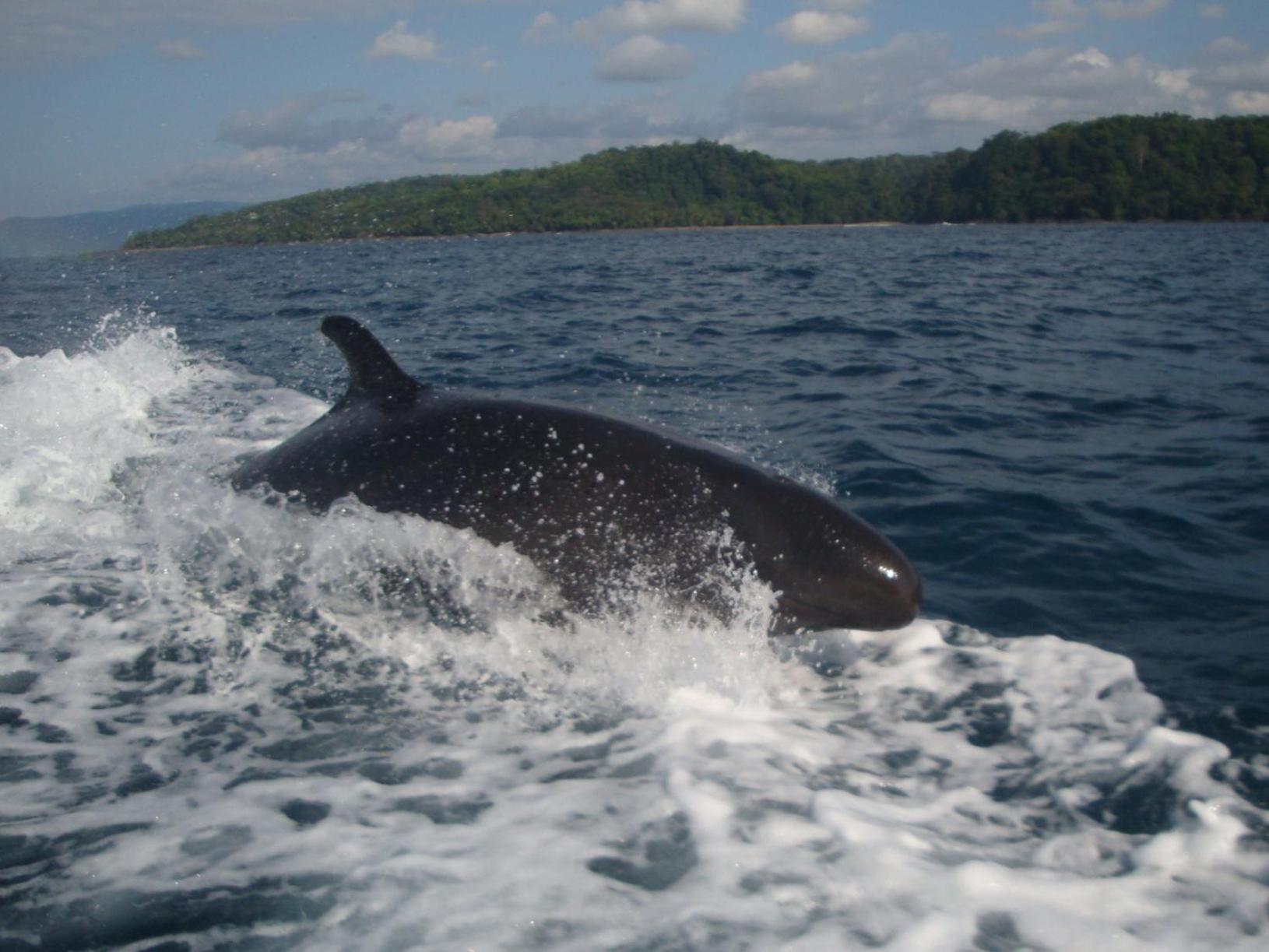 Isla Violin Eco-Lodge Drake Bay Bagian luar foto