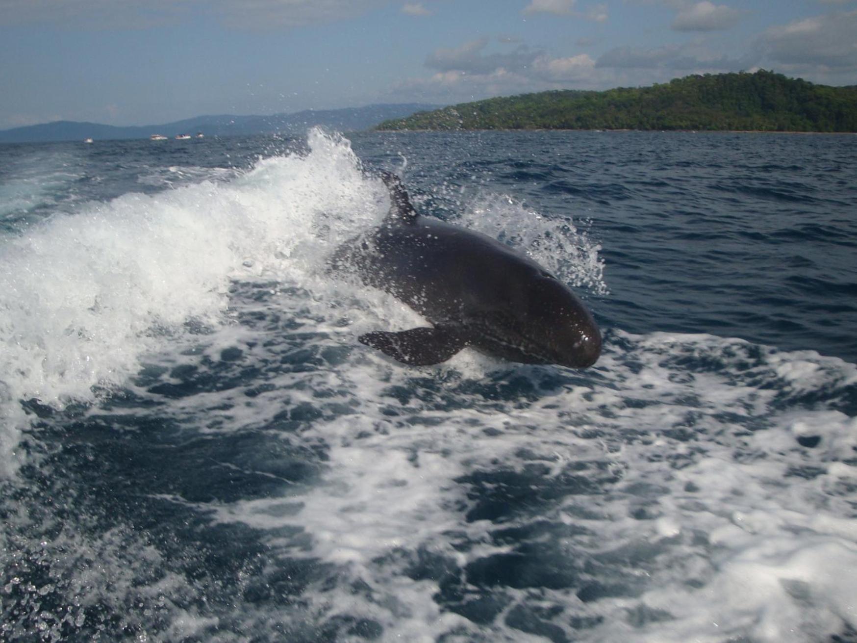 Isla Violin Eco-Lodge Drake Bay Bagian luar foto