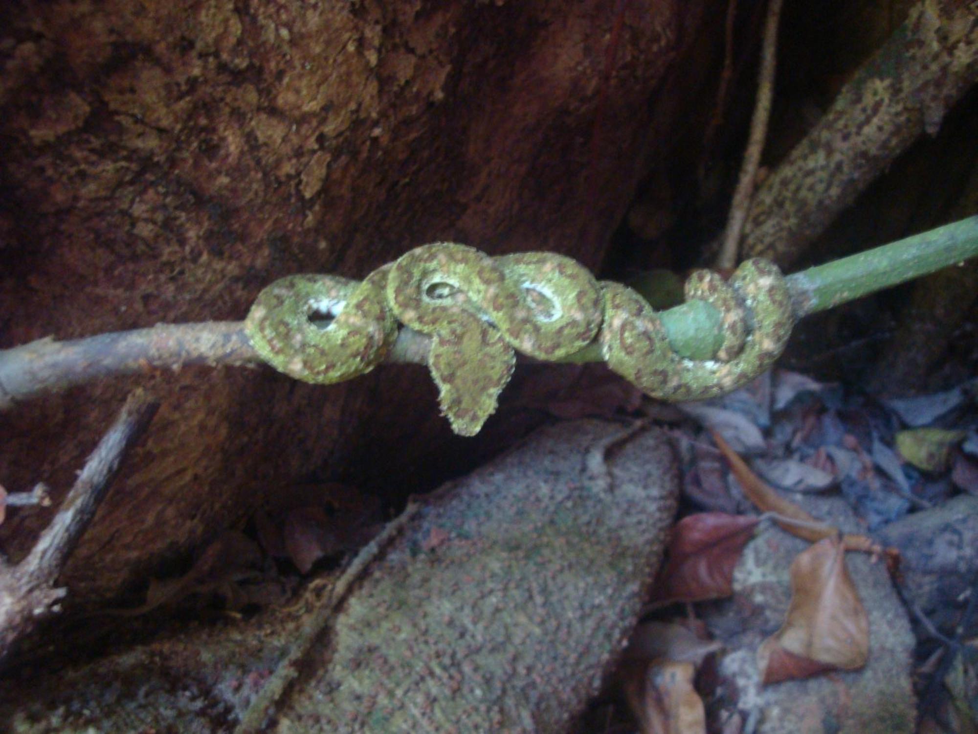 Isla Violin Eco-Lodge Drake Bay Bagian luar foto