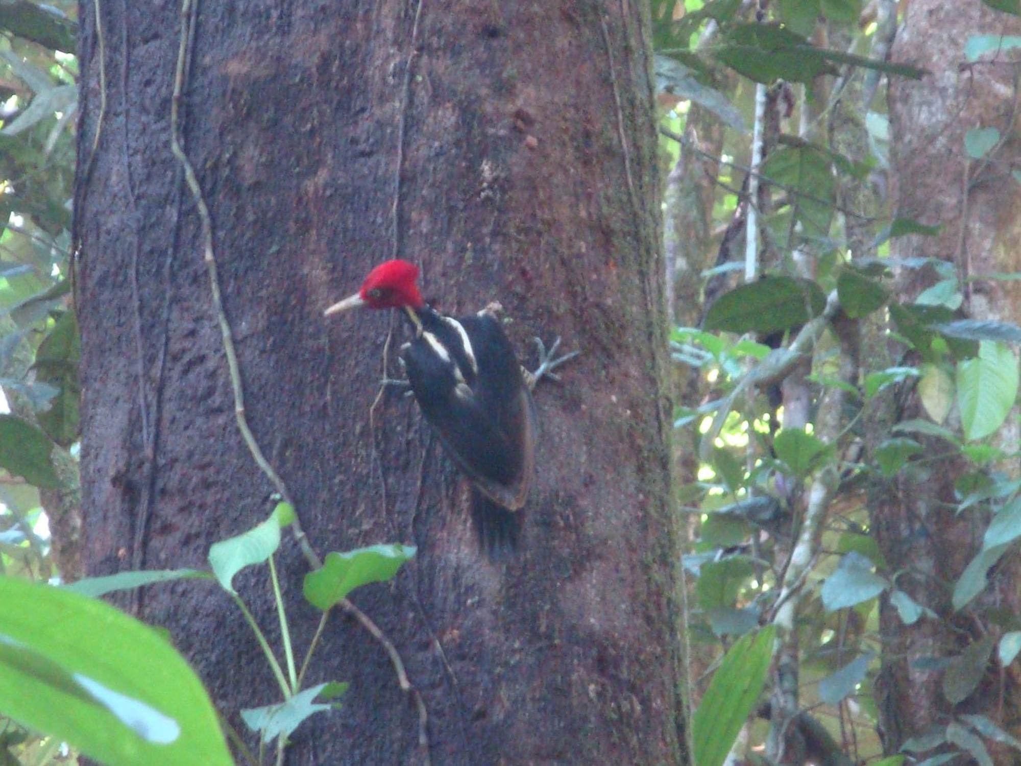 Isla Violin Eco-Lodge Drake Bay Bagian luar foto