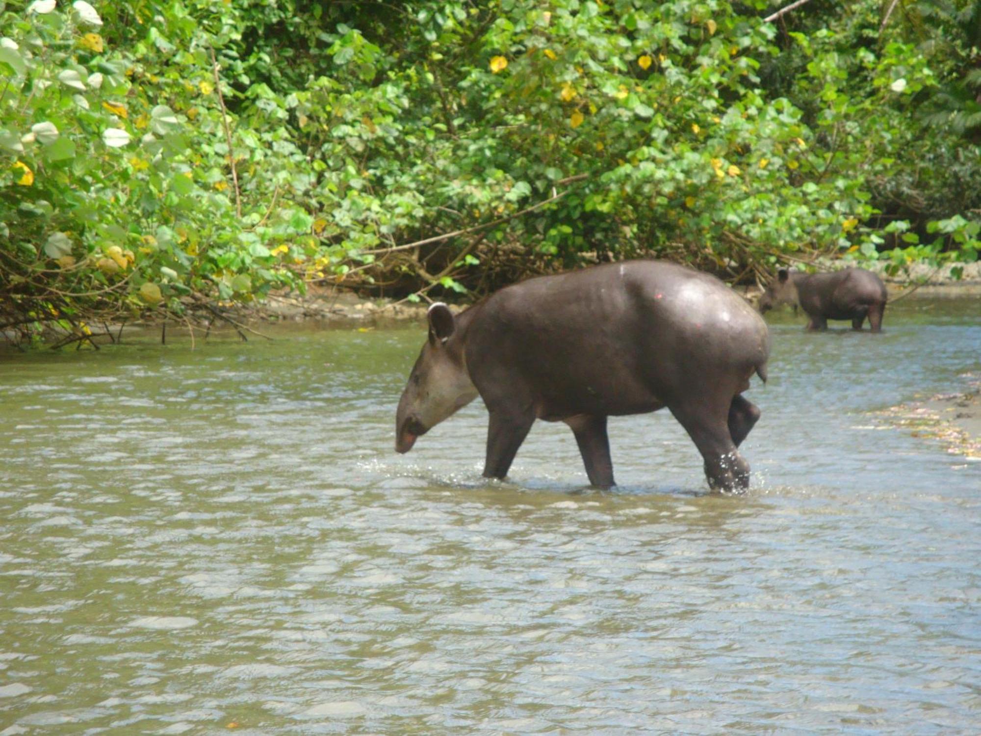 Isla Violin Eco-Lodge Drake Bay Bagian luar foto