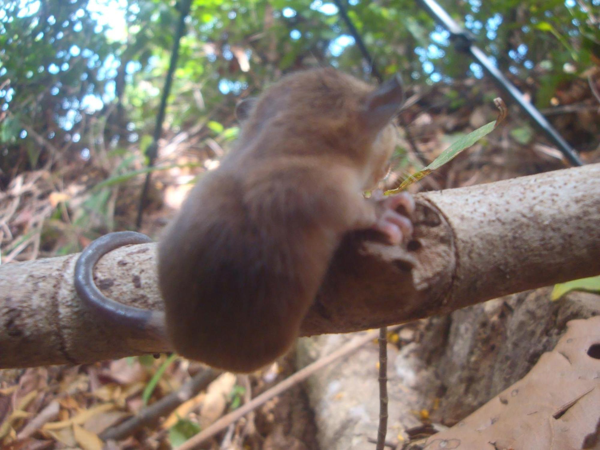 Isla Violin Eco-Lodge Drake Bay Bagian luar foto