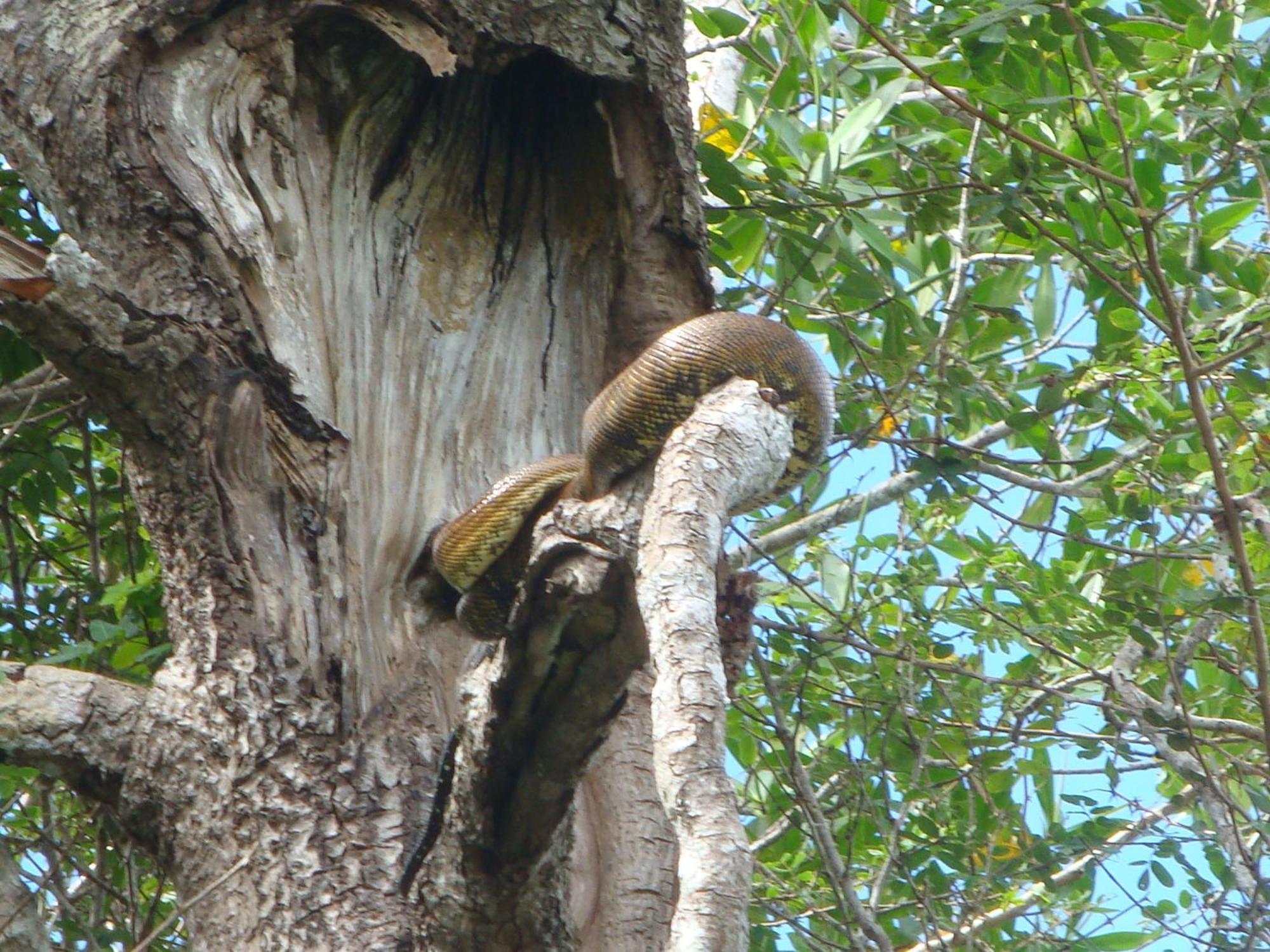 Isla Violin Eco-Lodge Drake Bay Bagian luar foto