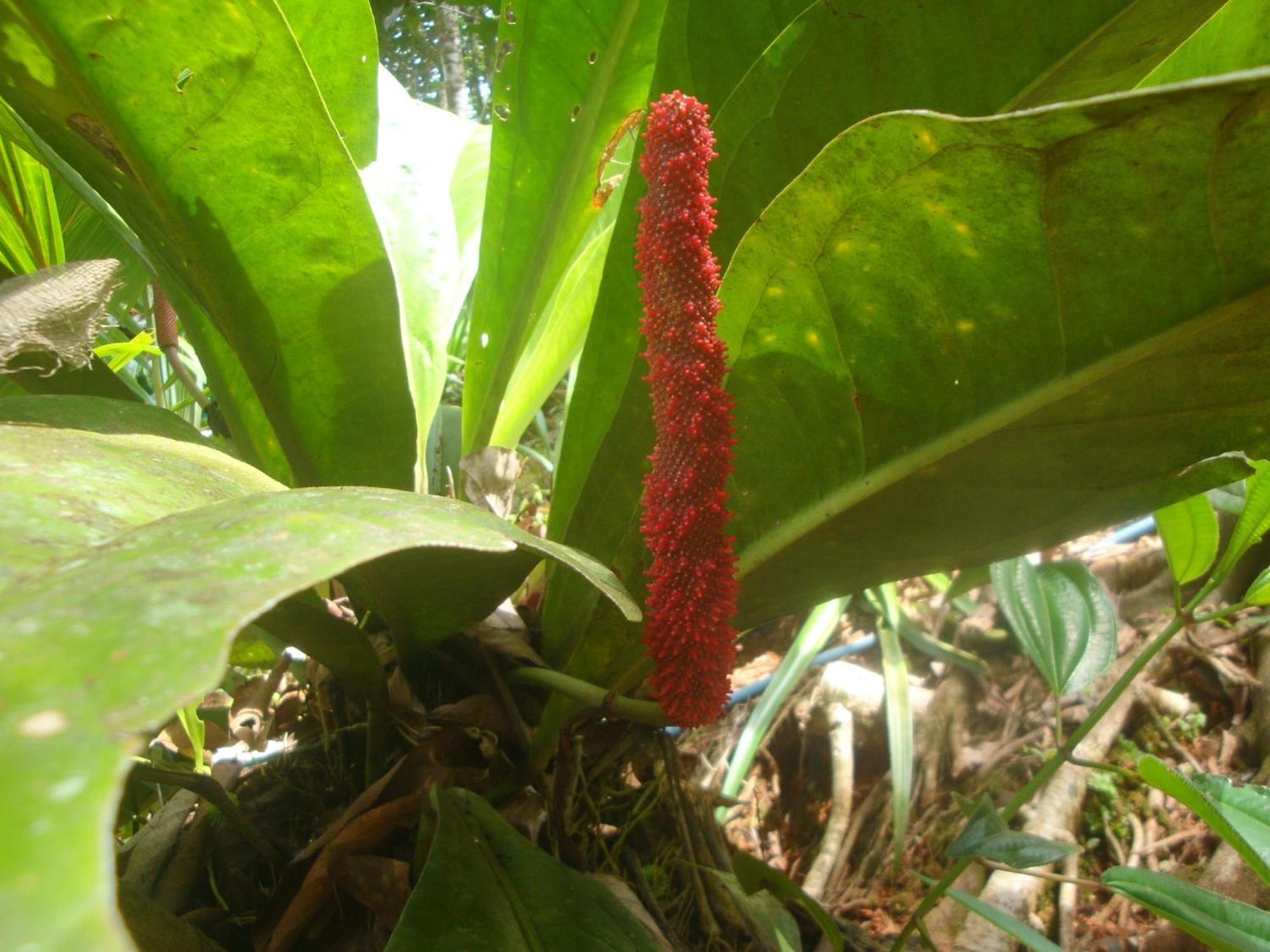 Isla Violin Eco-Lodge Drake Bay Bagian luar foto
