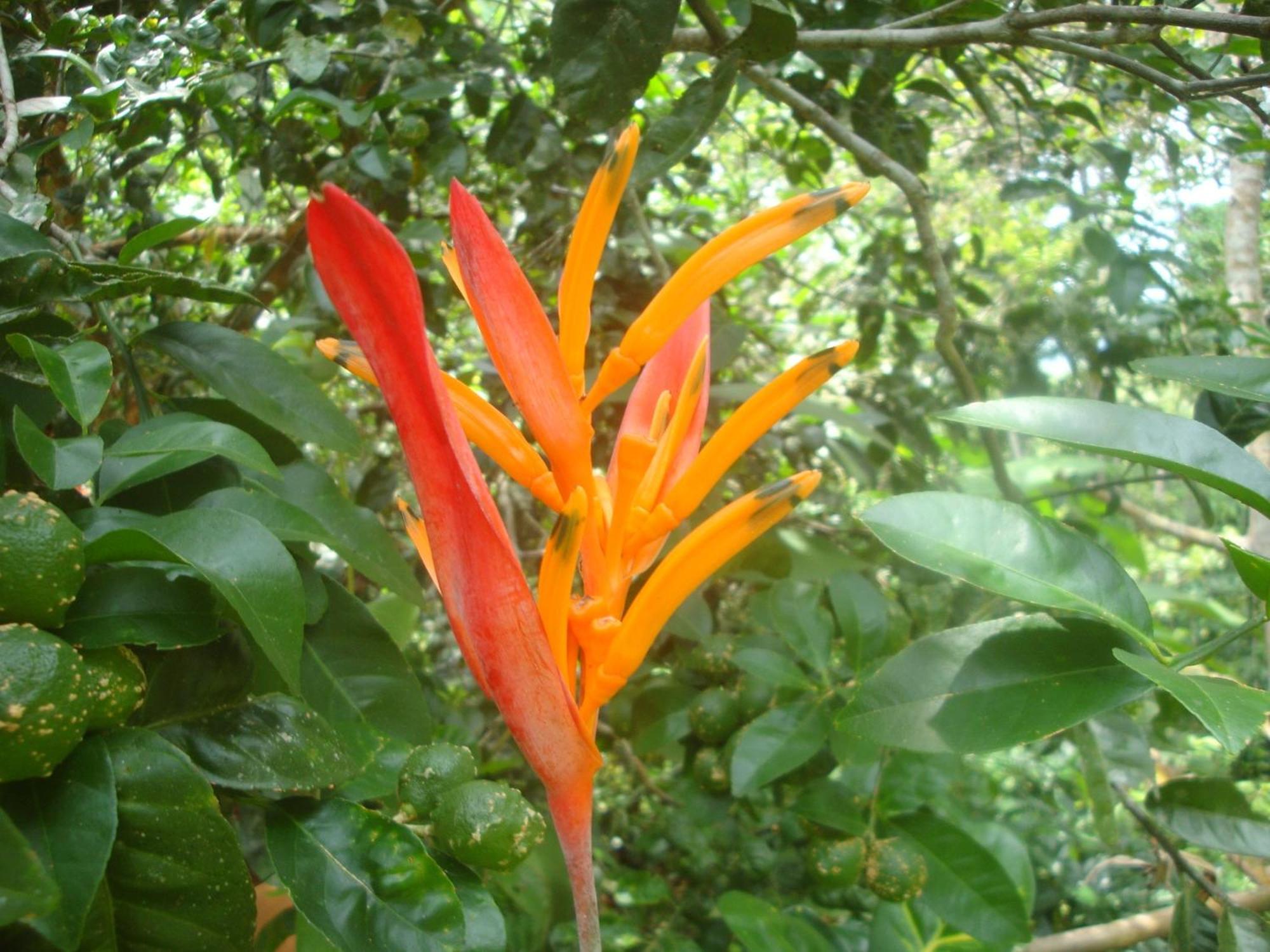 Isla Violin Eco-Lodge Drake Bay Bagian luar foto