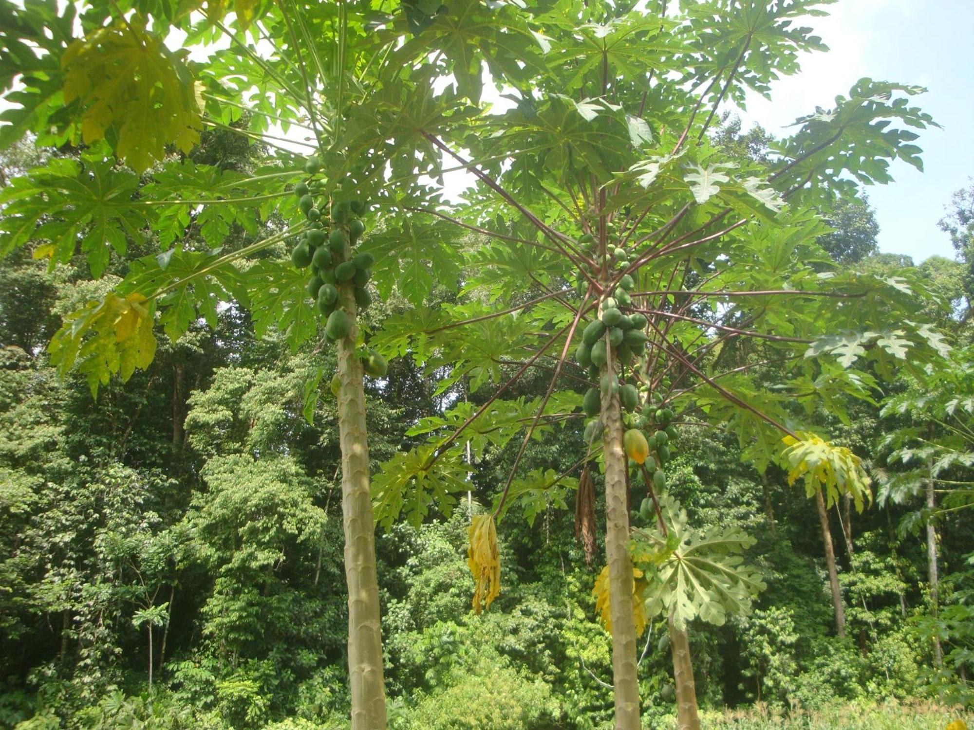Isla Violin Eco-Lodge Drake Bay Bagian luar foto
