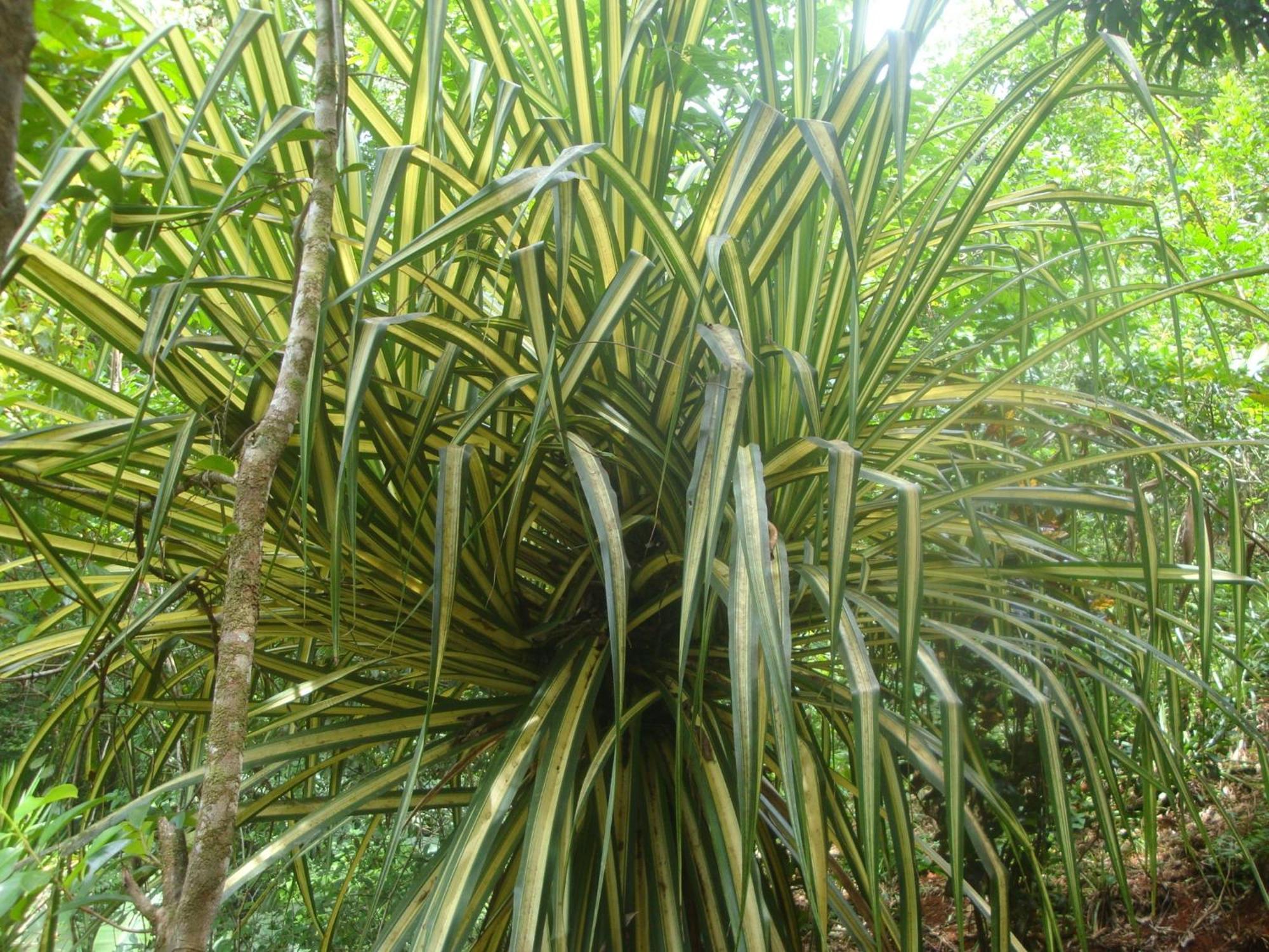Isla Violin Eco-Lodge Drake Bay Bagian luar foto