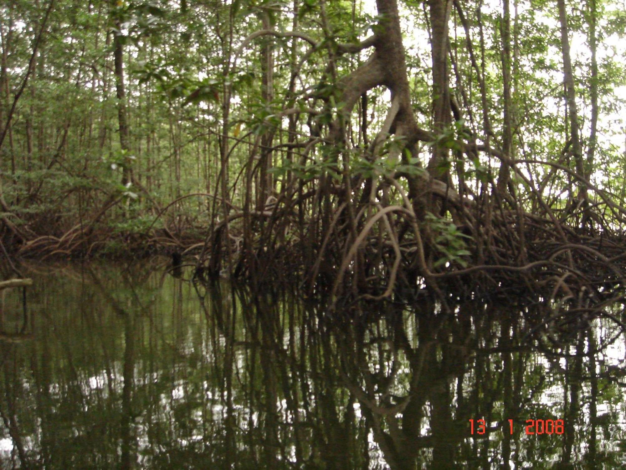 Isla Violin Eco-Lodge Drake Bay Bagian luar foto