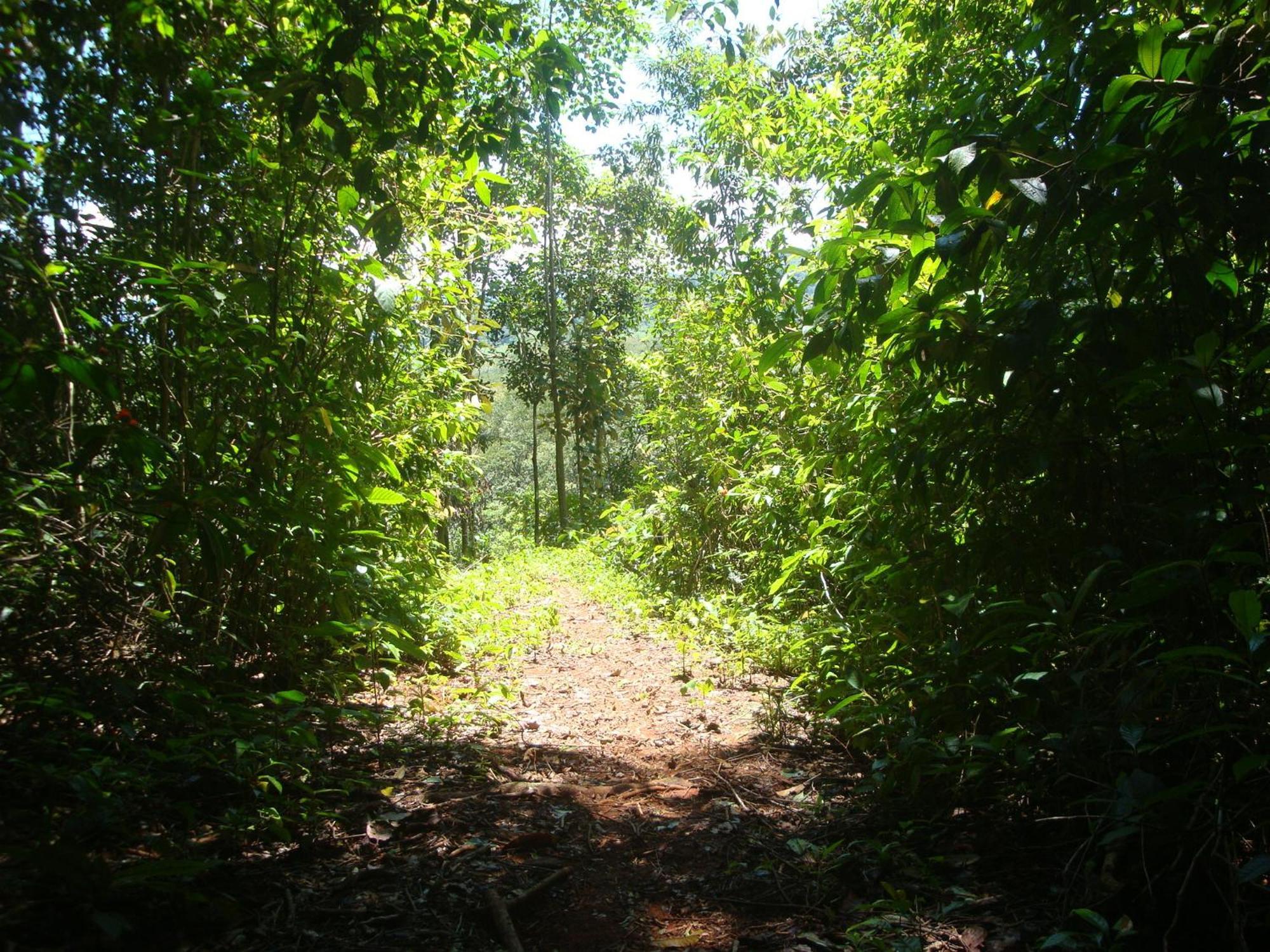 Isla Violin Eco-Lodge Drake Bay Bagian luar foto