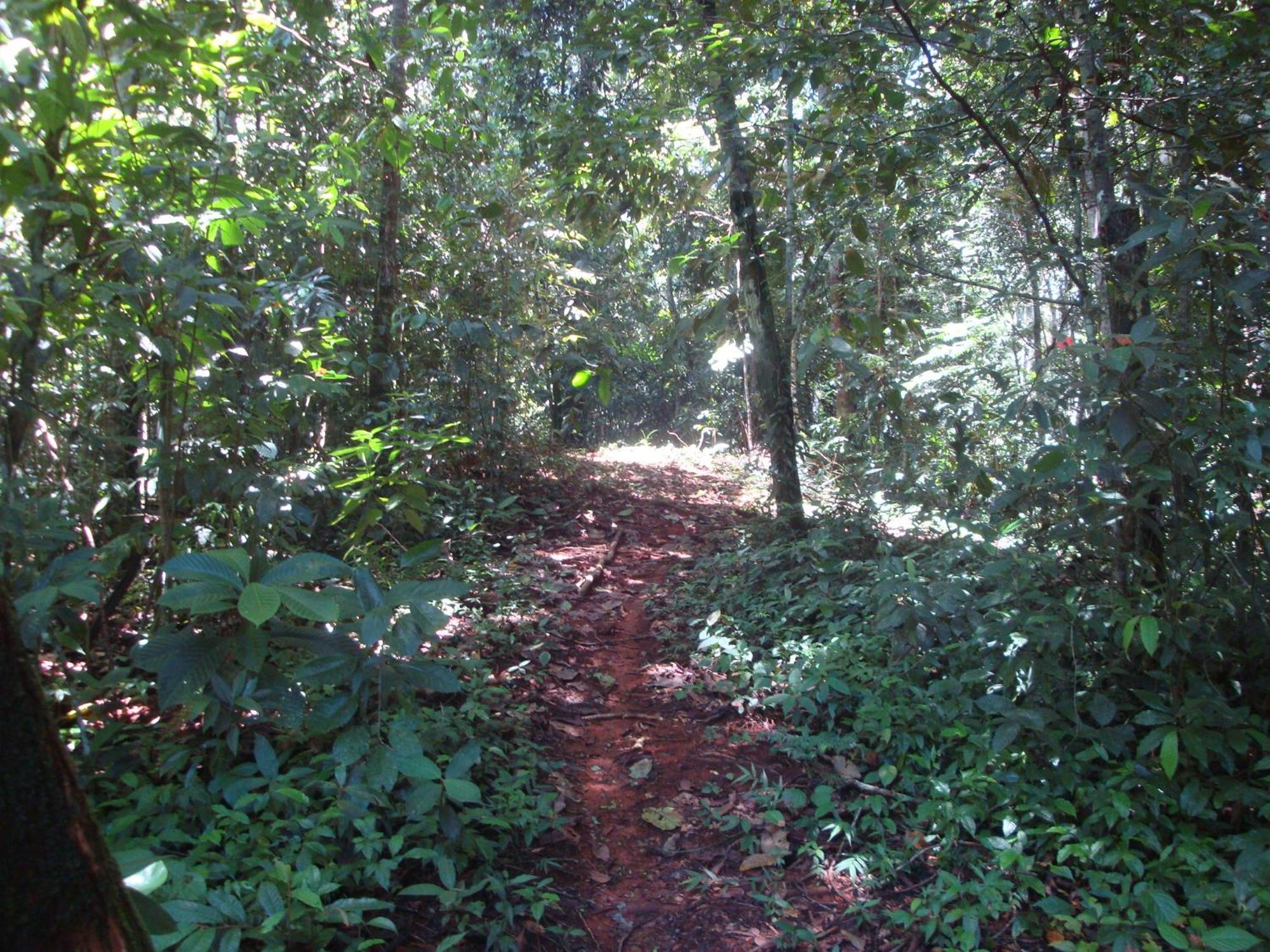 Isla Violin Eco-Lodge Drake Bay Bagian luar foto