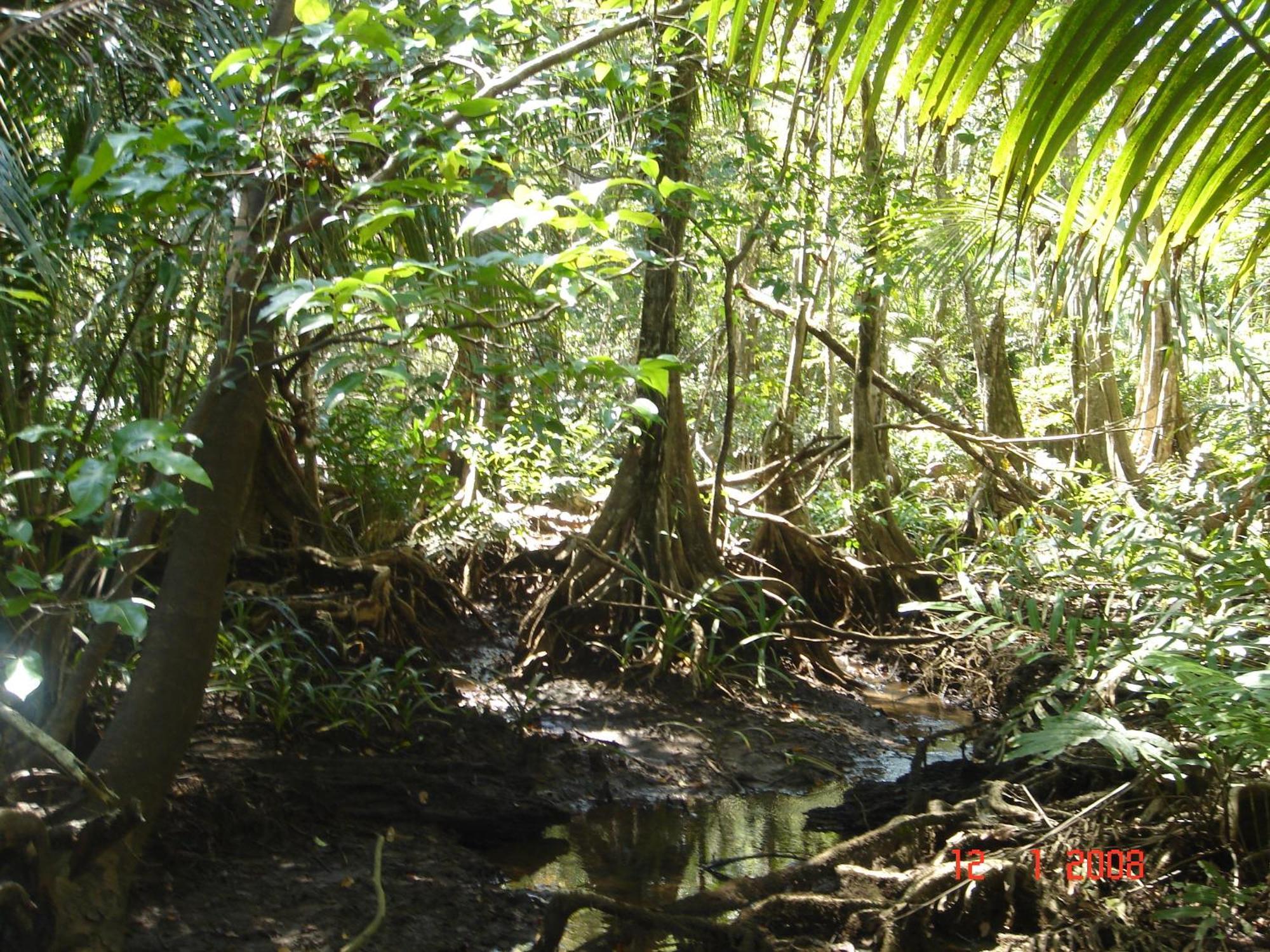 Isla Violin Eco-Lodge Drake Bay Bagian luar foto