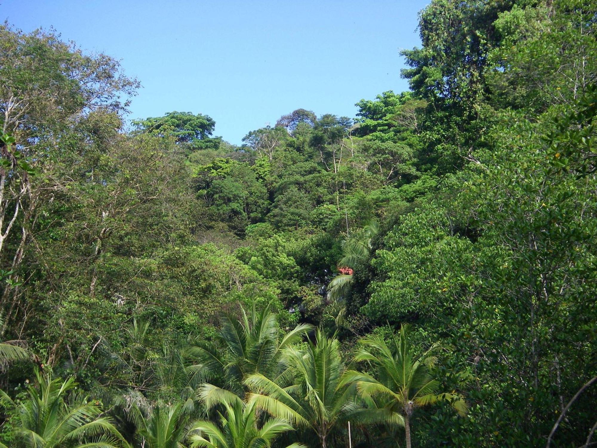 Isla Violin Eco-Lodge Drake Bay Bagian luar foto